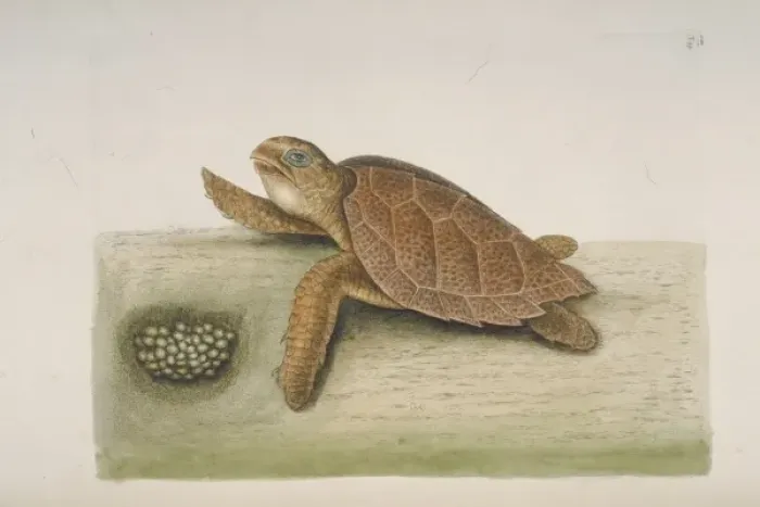 Framed Print : Eretmochelys imbricata, hawksbill turtle Framed Print : Eretmochelys imbricata, hawksbill turtle