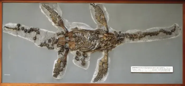 Framed Print : Eretmosaurus rugosus Framed Print : Eretmosaurus rugosus