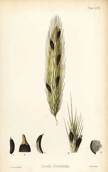 Ergot of rye, Claviceps purpurea (Secale cornutum)