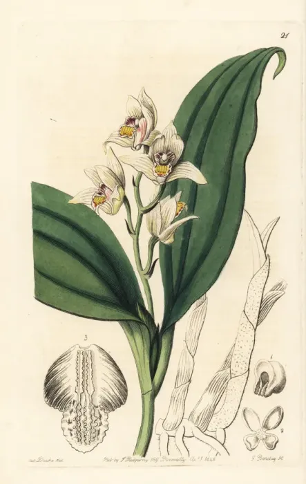 Framed Print : Eria coronaria orchid Framed Print : Eria coronaria orchid