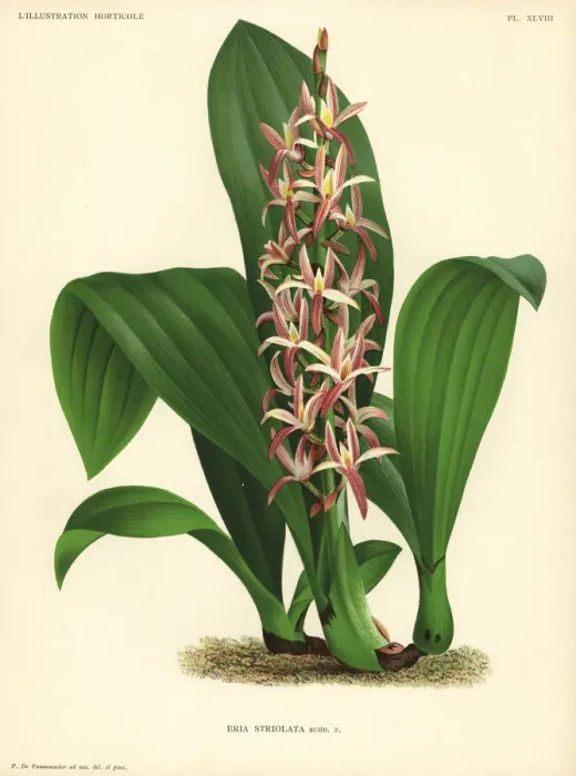 Framed Print : Eria javanica orchid Framed Print : Eria javanica orchid