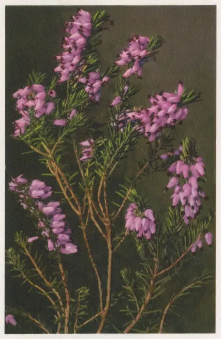 Framed Print : Erica carnea - winter heath Framed Print : Erica carnea - winter heath