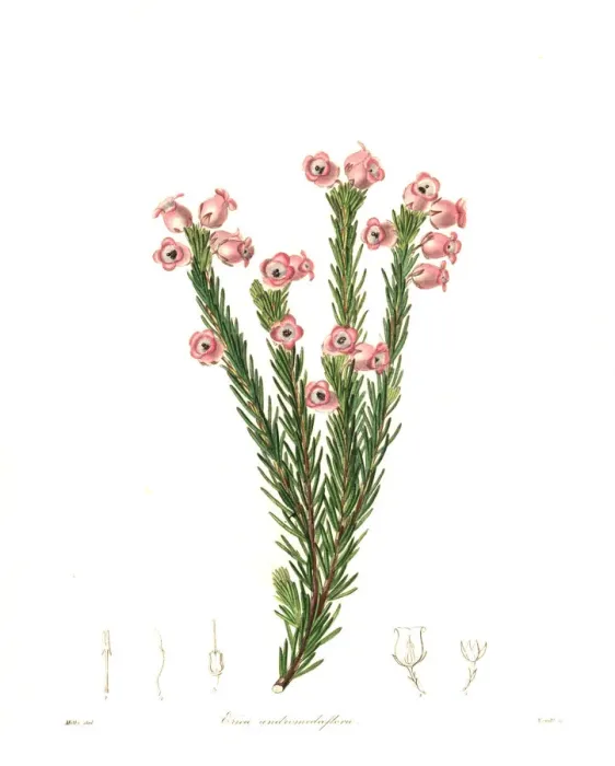 Framed Print : Erica holosericea Framed Print : Erica holosericea
