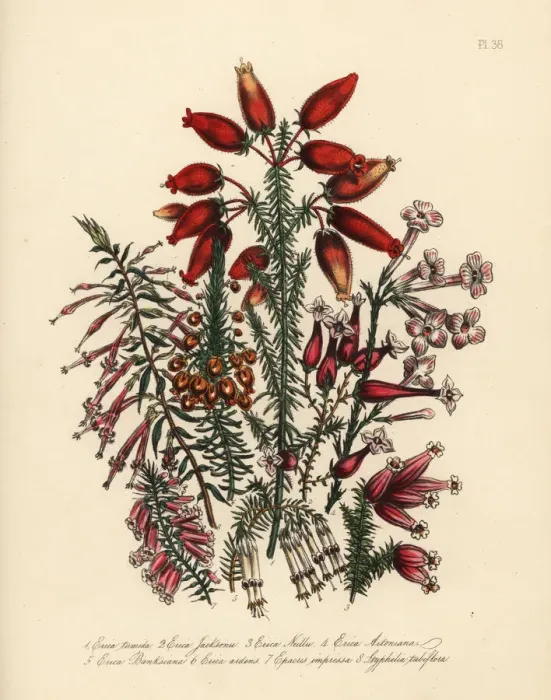 Framed Print : Erica species Framed Print : Erica species