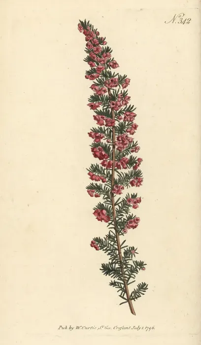 Framed Print : Erica subdivaricata Framed Print : Erica subdivaricata