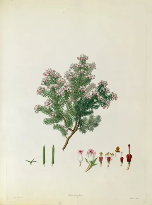Framed Print : Erica taxifolia Framed Print : Erica taxifolia