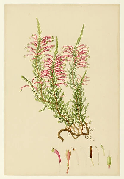 Ericaceae - Illustration from Delineation of exotic plants cultivated in