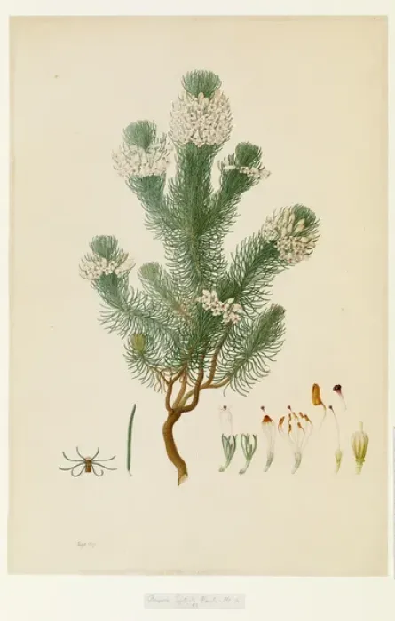 Framed Print : Ericaceae - Illustration from Delineation of exotic plants cultivated in Framed Print : Ericaceae - Illustration from Delineation of exotic plants cultivated in