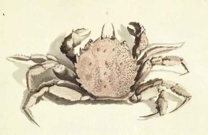 Framed Print : Erimacrus isenbeckii, hair crab Framed Print : Erimacrus isenbeckii, hair crab