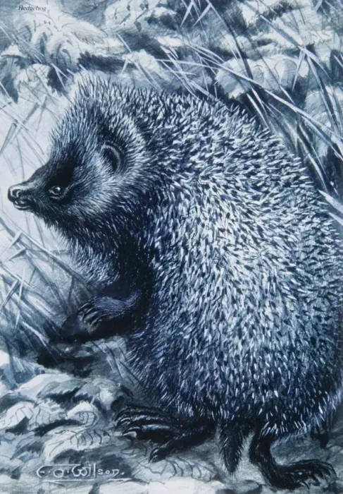 Framed Print : Erinaceus europaeus, western European hedgehog Framed Print : Erinaceus europaeus, western European hedgehog