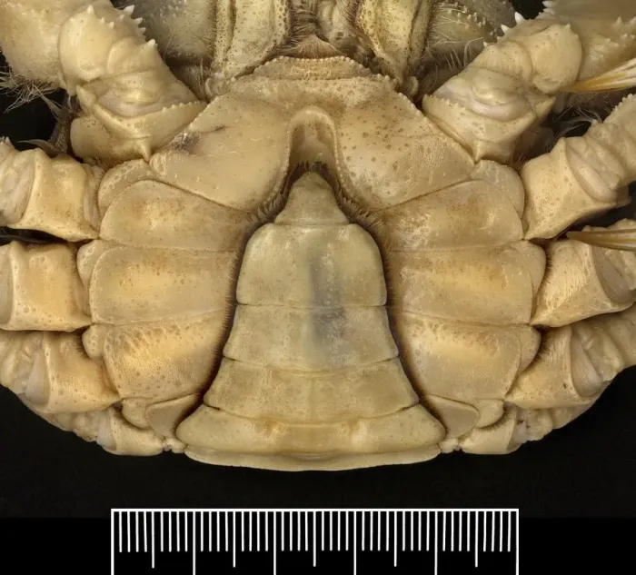 Framed Print : Eriocheir sinensis, Chinese mitten crab Framed Print : Eriocheir sinensis, Chinese mitten crab