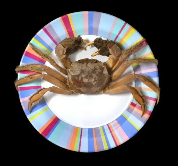 Framed Print : Eriocheir sinensis, Chinese mitten crab Framed Print : Eriocheir sinensis, Chinese mitten crab