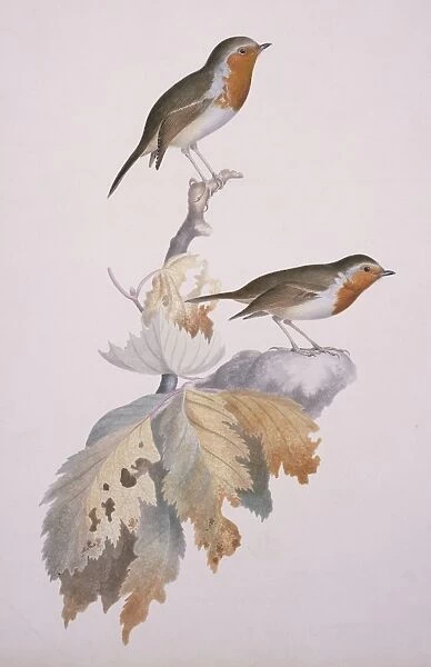 Erithacus rubecula, European Robin