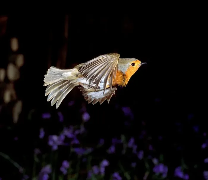 Framed Print : Erithacus rubecula, European robin Framed Print : Erithacus rubecula, European robin
