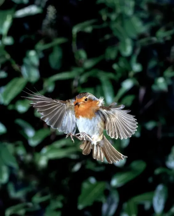 Framed Print : Erithacus rubecula, European robin Framed Print : Erithacus rubecula, European robin