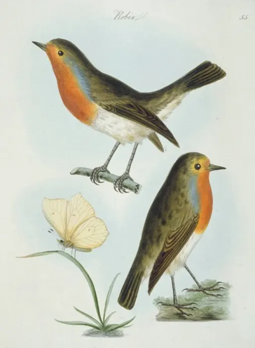 Framed Print : Erithacus rubecula, European robin Framed Print : Erithacus rubecula, European robin