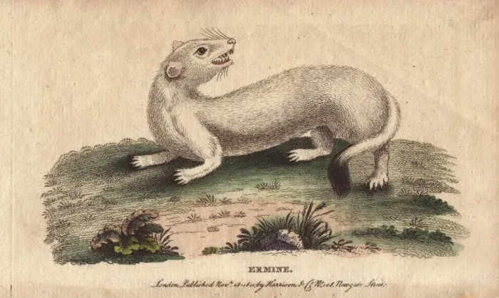 Framed Print : Ermine, Mustela erminea Framed Print : Ermine, Mustela erminea
