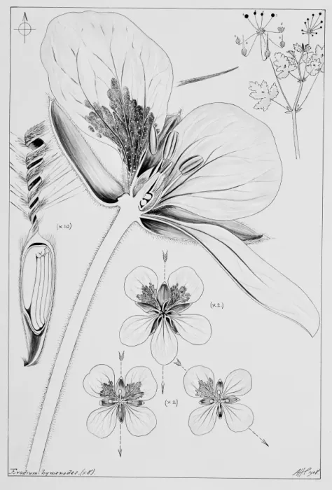 Framed Print : Erodium hymenodes, herons bill Framed Print : Erodium hymenodes, herons bill