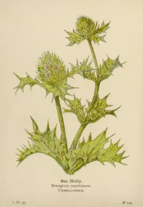 Framed Print : Eryngium Maritimum Framed Print : Eryngium Maritimum