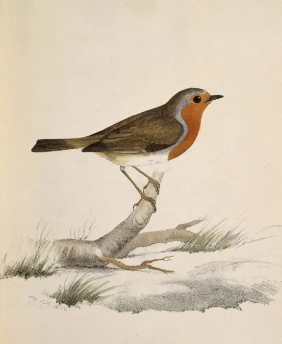 Framed Print : Erythacus rubecula, European robin Framed Print : Erythacus rubecula, European robin