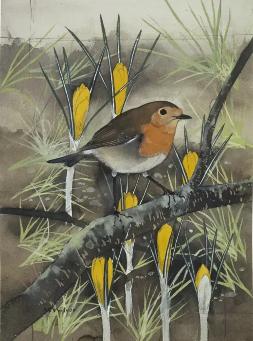 Framed Print : Erythacus rubecula, European robin Framed Print : Erythacus rubecula, European robin