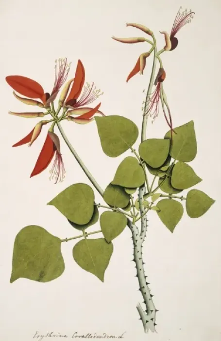 Framed Print : Erythrina corallodendron, coral bean tree Framed Print : Erythrina corallodendron, coral bean tree