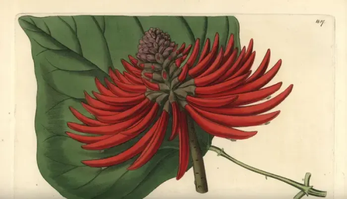 Framed Print : Erythrina speciosa Framed Print : Erythrina speciosa