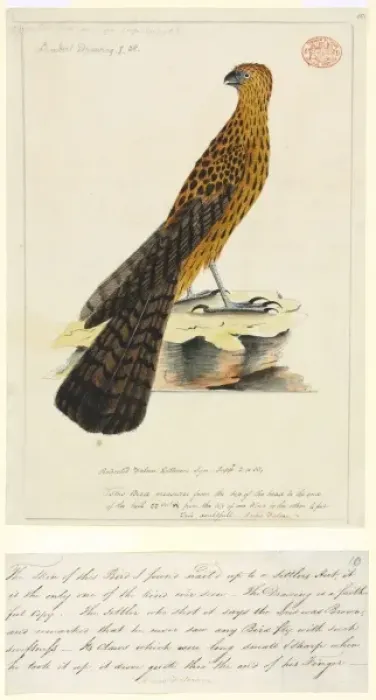 Framed Print : Erythrotriorchis radiatus, red goshawk