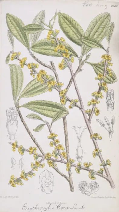 Framed Print : Erythroxylum coca, coca Framed Print : Erythroxylum coca, coca