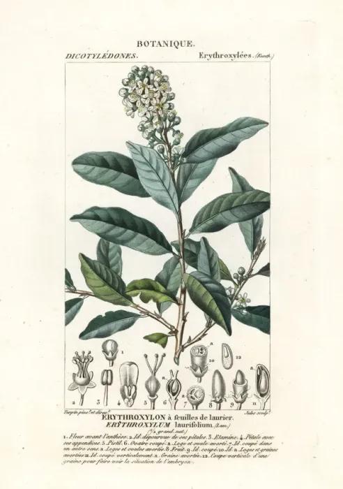 Framed Print : Erythroxylum laurifolium Framed Print : Erythroxylum laurifolium