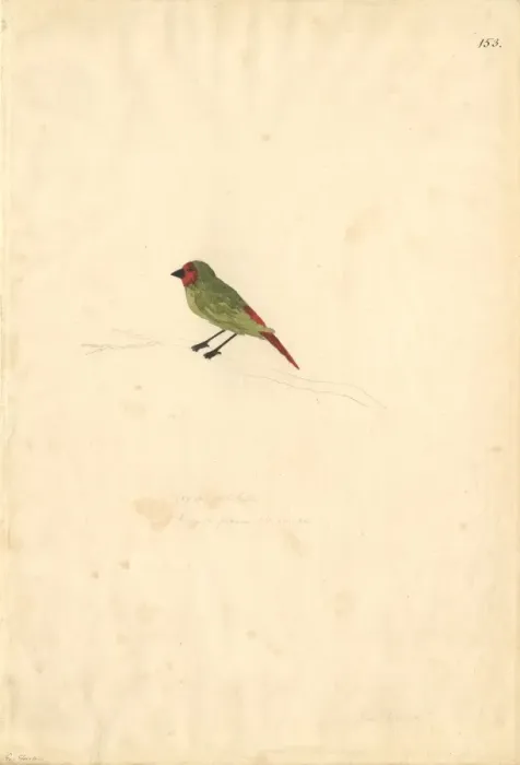 Framed Print : Erythrura psittacea, red-throated parrotfinch Framed Print : Erythrura psittacea, red-throated parrotfinch