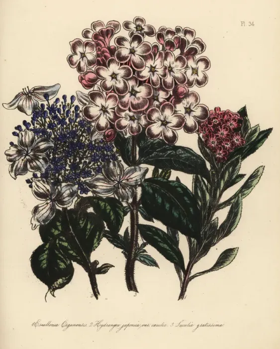 Framed Print : Escallonia, hydrangea and luculia species Framed Print : Escallonia, hydrangea and luculia species