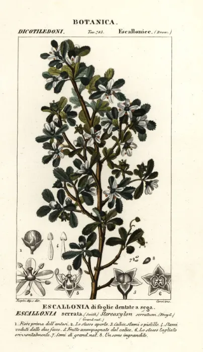 Framed Print : Escallonia serrata Framed Print : Escallonia serrata