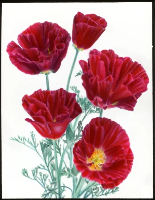 Framed Print : Eschscholzia Californica (Cherry Ripe Poppy) Framed Print : Eschscholzia Californica (Cherry Ripe Poppy)