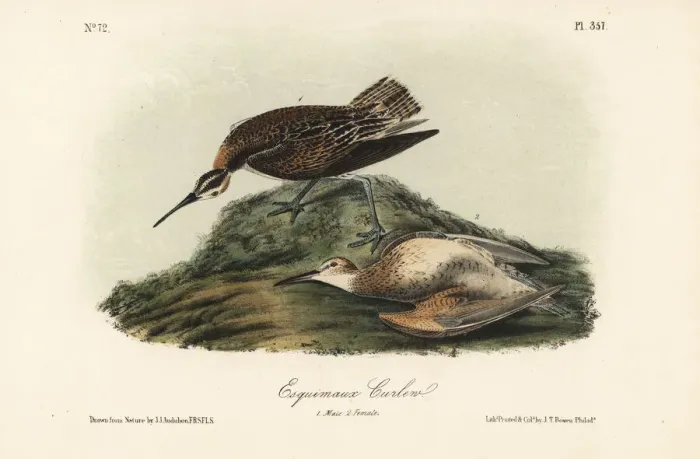 Framed Print : Eskimo or eskimaux curlew, Numenius borealis. Extinct Framed Print : Eskimo or eskimaux curlew, Numenius borealis. Extinct