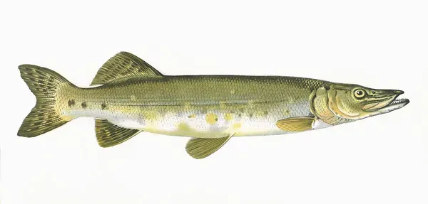 ◇美術品◇Blue Fish Gold◇Esox Lucius◇23cm◇希少◇ □