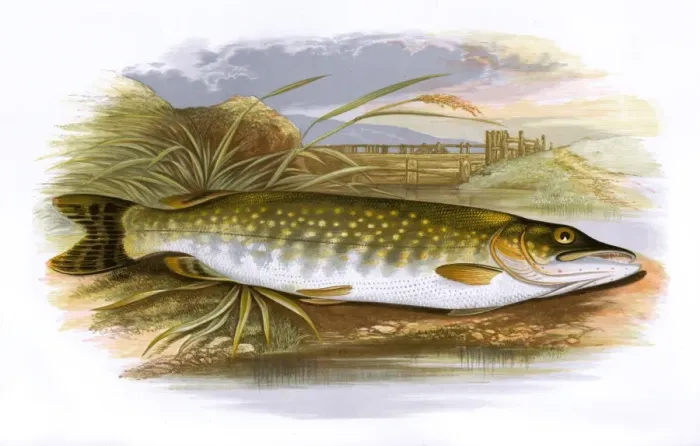 Framed Print : Esox lucius, or Northern Pike Framed Print : Esox lucius, or Northern Pike