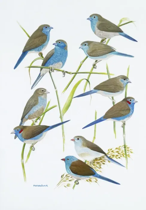 Framed Print : Estrildid finches Framed Print : Estrildid finches