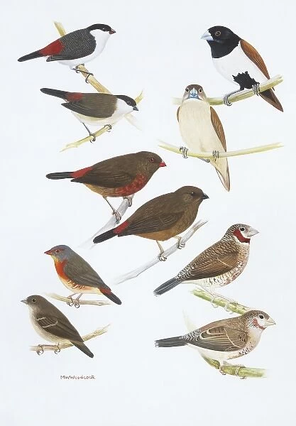 Estrildid finches. Illustration by M.W. Woodcock