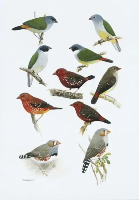 Framed Print : Estrildid finches Framed Print : Estrildid finches