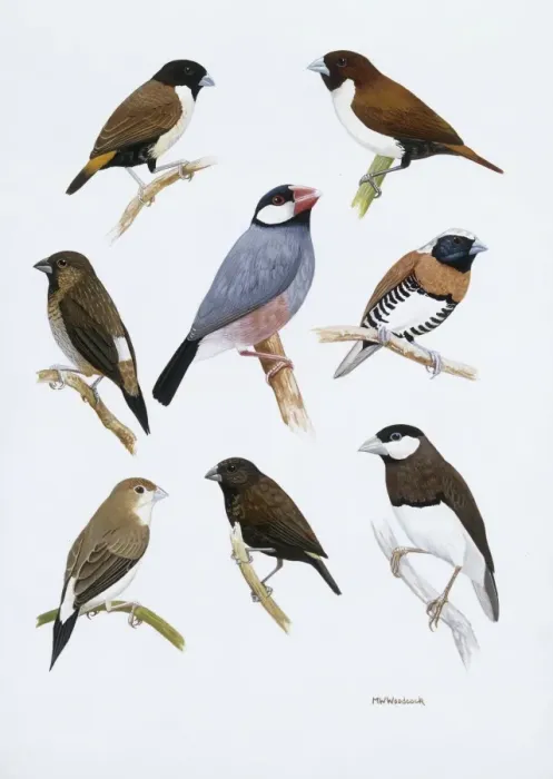 Framed Print : Estrildid finches Framed Print : Estrildid finches