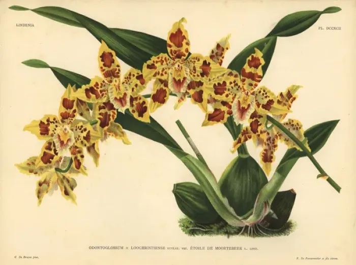 Framed Print : Etoile de Moortebeek variety of Odontoglossum Framed Print : Etoile de Moortebeek variety of Odontoglossum