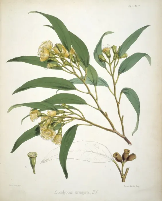 Framed Print : Eucalyptus urnigera, eucalyptus Framed Print : Eucalyptus urnigera, eucalyptus