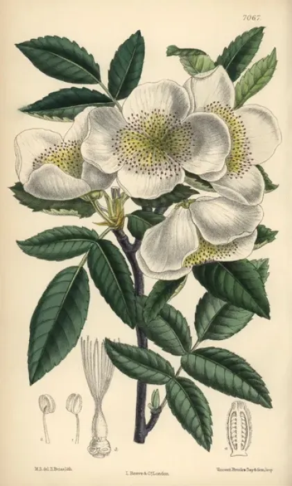 Framed Print : Eucryphia pinnatifolia, white flowered shrub native to Chile Framed Print : Eucryphia pinnatifolia, white flowered shrub native to Chile