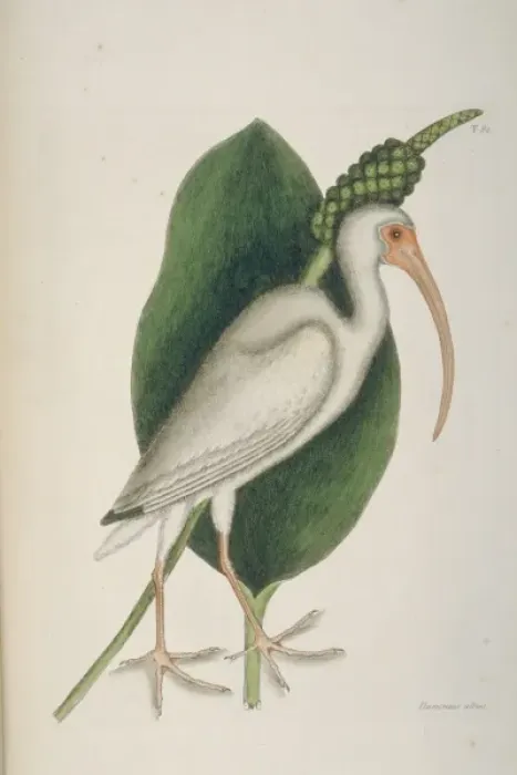 Framed Print : Eudocimus albus, white ibis Framed Print : Eudocimus albus, white ibis
