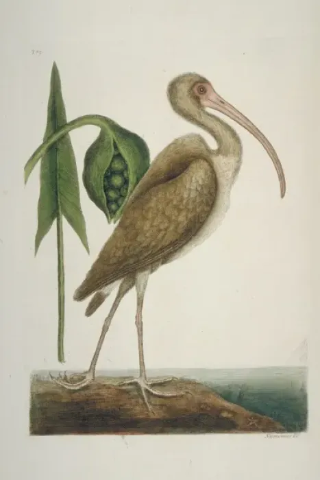 Framed Print : Eudocimus albus, white ibis Framed Print : Eudocimus albus, white ibis