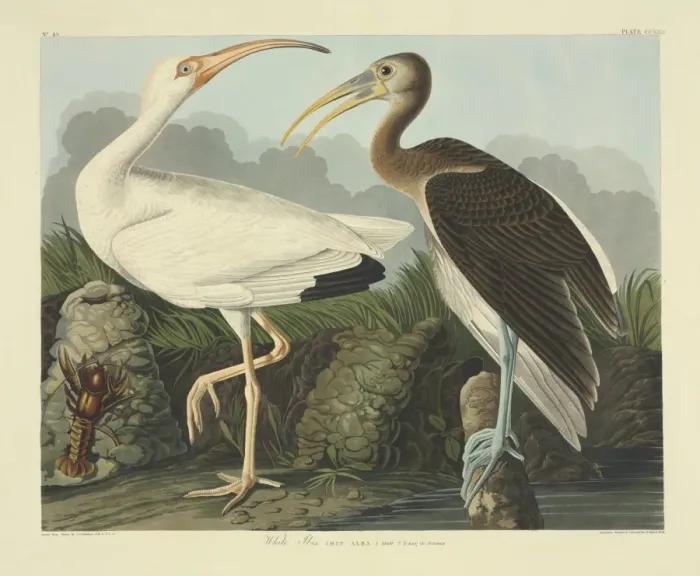Framed Print : Eudocimus albus, white ibis Framed Print : Eudocimus albus, white ibis