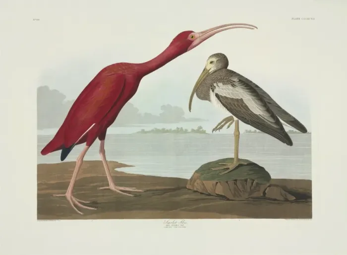 Framed Print : Eudocimus ruber, scarlet Ibis Framed Print : Eudocimus ruber, scarlet Ibis