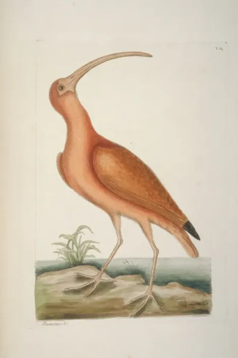 Framed Print : Eudocimus ruber, scarlet ibis Framed Print : Eudocimus ruber, scarlet ibis