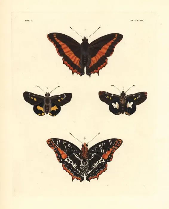 Framed Print : Eudoxus charaxes and western nightfighter Framed Print : Eudoxus charaxes and western nightfighter